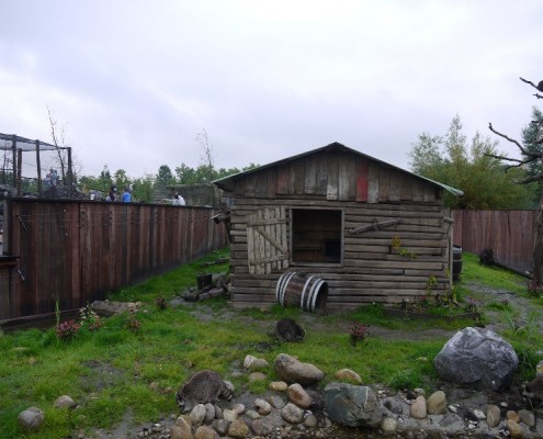 100170-Blijdorp-wasberen(1)