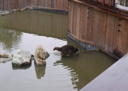 100170-Blijdorp-wasberen(2)