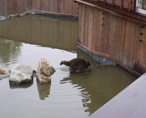 100170-Blijdorp-wasberen(2)