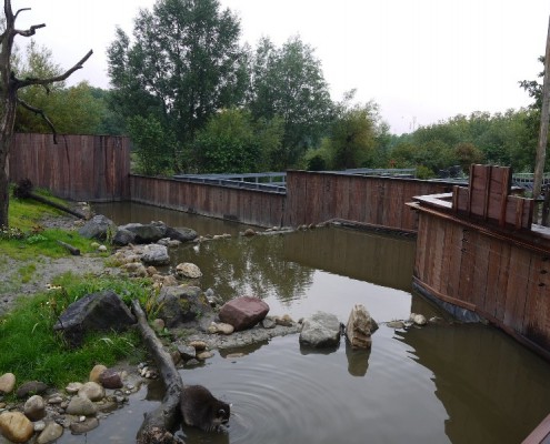 100170-Blijdorp-wasberen(3)