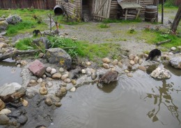 100170-Blijdorp-wasberen(5)