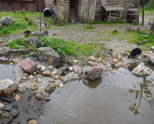 100170-Blijdorp-wasberen(5)