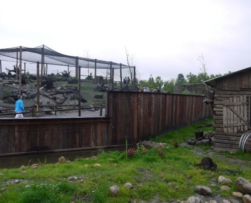 100170-Blijdorp-wasberen(8)