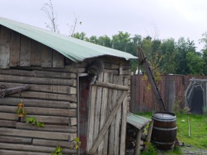 B-16-2011-Blijdorp-Wasberen-100170-800 02