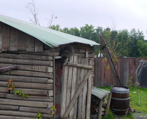 B-16-2011-Blijdorp-Wasberen-100170-800 02