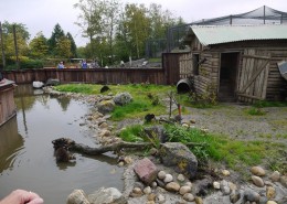 B-16-2011-Blijdorp-Wasberen-100170-800 04
