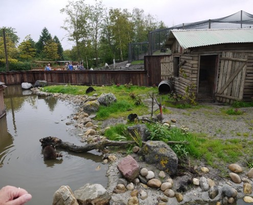 B-16-2011-Blijdorp-Wasberen-100170-800 04