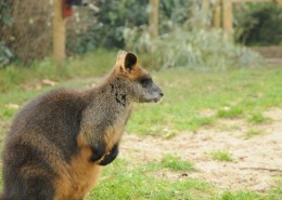 C-14-2011-Blijdorp-Moeraswallabies-100163-800-0