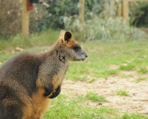 C-14-2011-Blijdorp-Moeraswallabies-100163-800-0