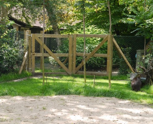 C-14-2011-Blijdorp-Moeraswallabies-100163-800-009