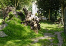 C-14-2011-Blijdorp-Moeraswallabies-100163-800-011