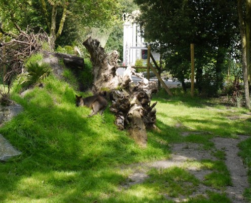 C-14-2011-Blijdorp-Moeraswallabies-100163-800-011