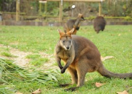 C-14-2011-Blijdorp-Moeraswallabies-100163-800-014