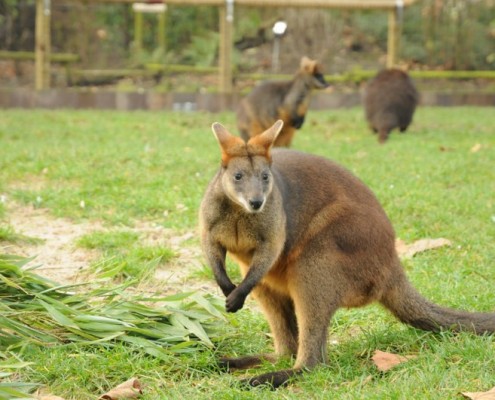 C-14-2011-Blijdorp-Moeraswallabies-100163-800-014