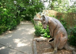 C-14-2011-wallabies-(4)