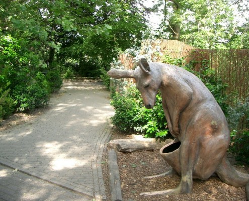 C-14-2011-wallabies-(4)