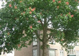 E-06-2007-Moerwijk-800-002