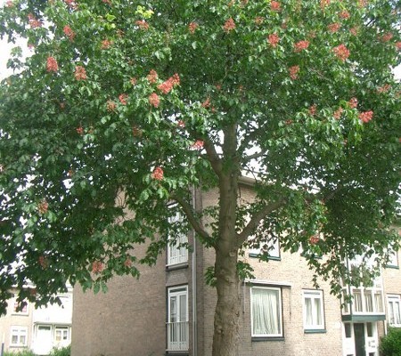 E-06-2007-Moerwijk-800-002