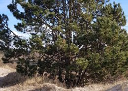 B-30-2018-Zandvoort-Sandfort Ac 7