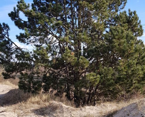 B-30-2018-Zandvoort-Sandfort Ac 7